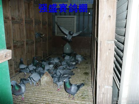 我的阳台鸽舍-中国信鸽信息网相册