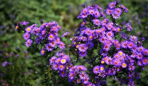 花世界花集｜紫苑花语：回忆、追忆、不会忘记你
