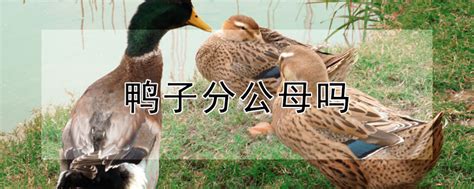 鸭子吃什么变成哑巴,怎么把鸭子弄哑,大蒜在养鸭中的妙用_大山谷图库
