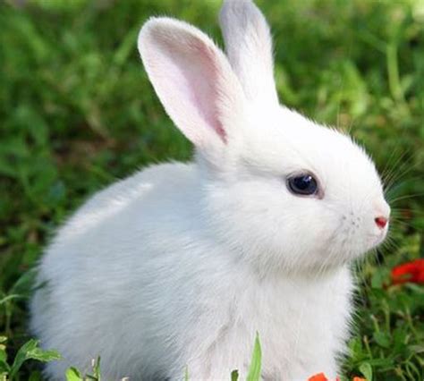 【寻宠启事】是一只霜白垂耳兔，性格温顺，不..._八公宠物