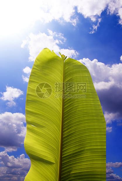 香蕉叶壁纸图片
