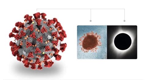 美科学家发现新冠病毒「新毒株」！我们如何应付“变异”的新冠病毒？
