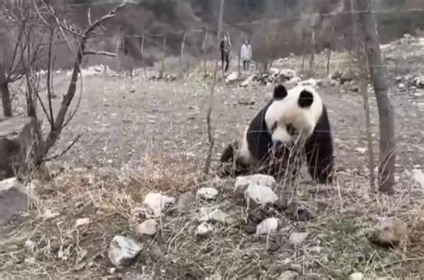 大熊猫吃人记录(大熊猫吃人记录伤人)-宠物猫-东江宠物网
