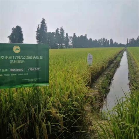 2019年中国水稻产量、消费量、种植面积、库存量及进出口情况分析[图]_智研咨询