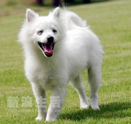 狐狸犬大全图片