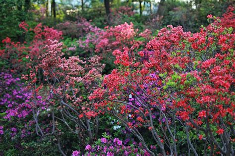 姹紫嫣红的花圃，争奇斗艳的鲜花。__财经头条