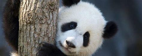 二年级熊猫的外貌描写(小学二年级介绍大熊猫) - 职教风采 - 华网