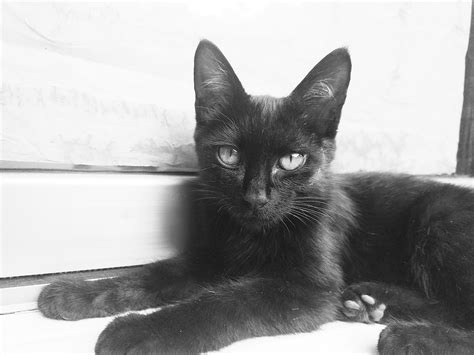 黑白猫的近景摄影-千叶网