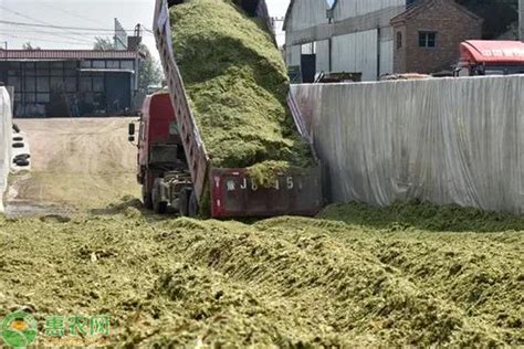 小麦秸秆料玉米青储1吨 牛羊发酵黄储黄储饲料青贮青储饲料-阿里巴巴