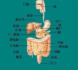 食道图片