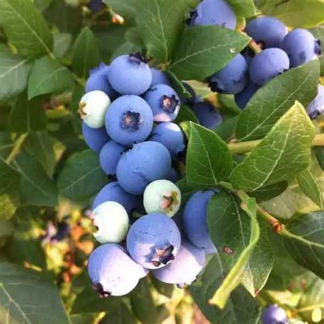 蓝莓树苗育苗基地 L25蓝莓苗批发 组培蓝莓苗品种 占地蓝莓苗价格-阿里巴巴