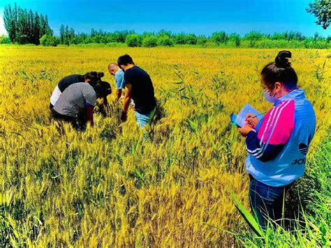 小麦育种家的一天：给喜欢的麦穗戴“红花” - 科普新疆_新疆本地化科普资源共享开放平台