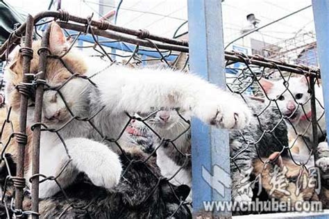 武汉出现贩猫团伙 将千只猫运往沿海做美食(图) 图片新闻 烟台新闻网 胶东在线 国家批准的重点新闻网站