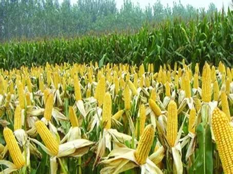 玉米用什么肥料能高产，玉米高产施肥技术要点 - 知乎