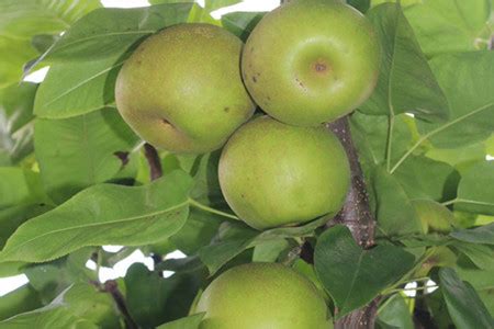 梨树和苹果树的区别 - 花百科