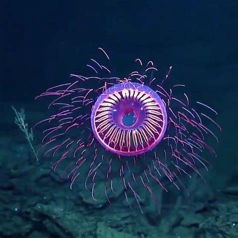 美国水下摄影师发现深海罕见巨型水母 - 海洋财富网