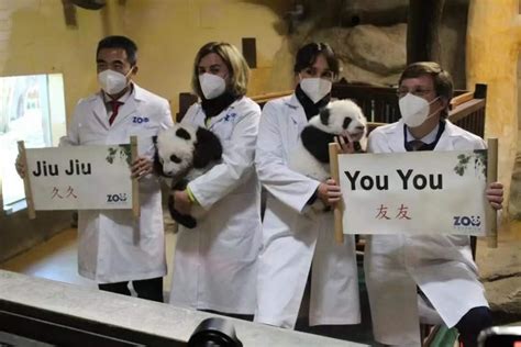 西班牙马德里动物园举行大熊猫幼仔命名仪式
