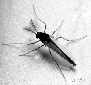 现在出现的一种很常见的虫子 和蚊子大小差不多 细长的 黑色飞虫 脑袋上没有触角有很多绒毛 腿很细长叫什么？ - 知乎