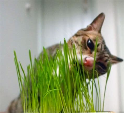猫咪几个月可以吃猫草？ | 爱宠网