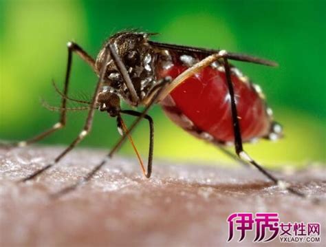 到底什么血型最招蚊子？| 果壳 科技有意思