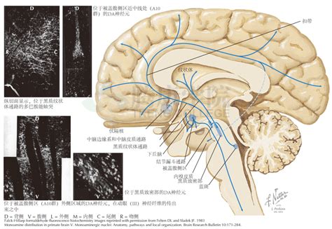 神经解剖学 | 多巴胺能神经纤维通路_中脑_投射_皮质