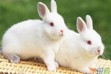 兔和龙配婚姻好不好能白头到老吗 属兔属龙适合做夫妻吗