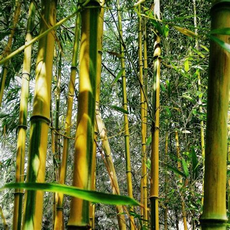 10种常见的竹子品种-绿宝园林网