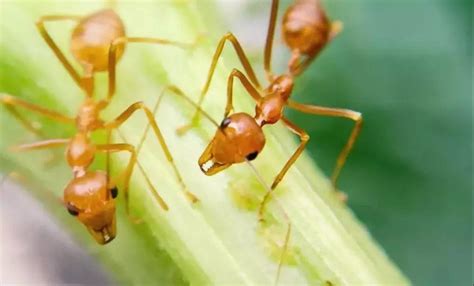 红火蚁和普通蚂蚁的区别：毒性不同(外形区别大)_奇趣解密网