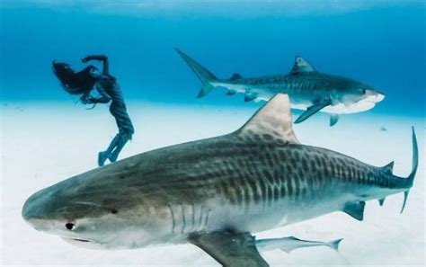 虎头鲨和蓝鲨的区别,蓝鲨和虎鲨的区别图片,虎头鲨能长_大山谷图库