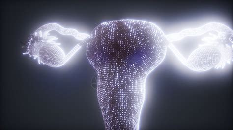 子宫卵巢以输卵管为人类女生殖,孤立白色背景上,生育生殖系统健康的象征高清图片下载-正版图片300848108-摄图网
