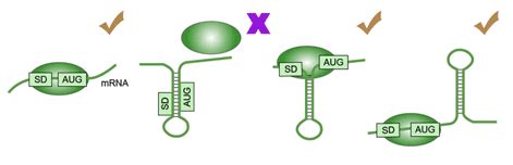 密码子优化_基因优化_mRNA结构优化_密码子在线分析工具-德泰生物