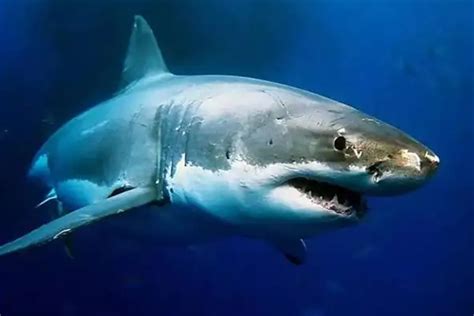 世界上最大鲨鱼排行榜,巨齿鲨碾压大白鲨(20.8米/70吨)_搜狗指南