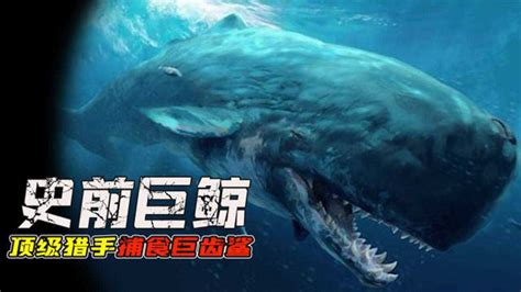 深海巨兽梅氏利维坦鲸40厘米的焦形鲸齿虽然和巨齿鲨相比略逊一筹