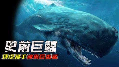 利维坦鲸图片