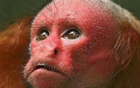 亚马逊流域的奇妙猴子——小地球旅行(xiaodiqiu.cn)