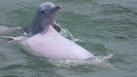 今年在厦门首次拍到!中华白海豚母子海中嬉戏 好有爱… |厦门房地产联合网(xmhouse.com)