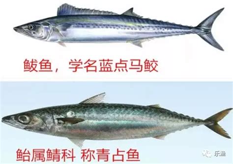 鲅鱼与马鲛鱼：外观、分布、营养、性格、捕食能力五大区别