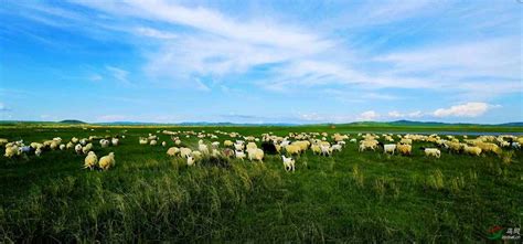 科学网—草原印象---风吹草低献牛羊 - 李学宽的博文