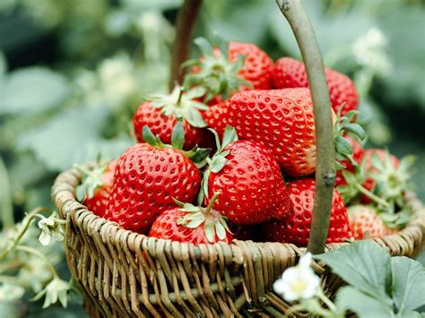 【草莓消耗-草莓果酒的做法步骤图】胖胖可以做的更好吃_下厨房