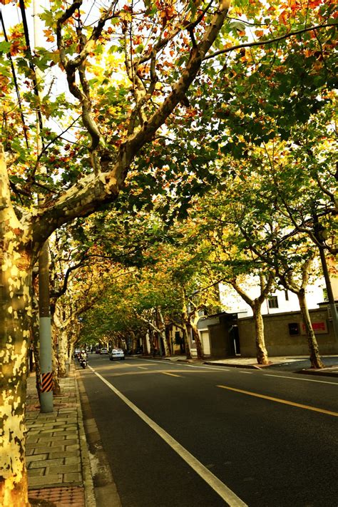 上海赏秋景最好的地方有哪些（上海附近6个秋色最美的风景点） - 尹华峰博客