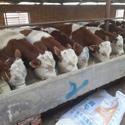 曲靖500--600斤西门塔尔小牛犊价钱 6个月的公牛现在的价格 吉林四平 福成五丰-食品商务网