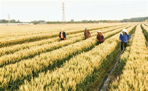 河南麦收新图景丨周口1100多万亩小麦，几天内能收完?答案来了 - 河南一百度