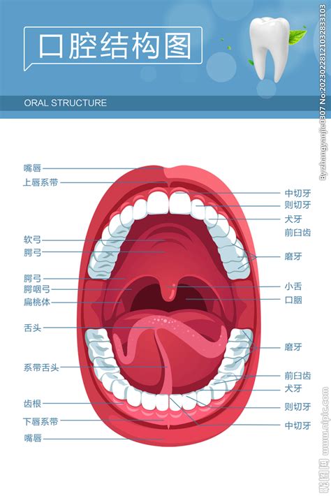 口腔部位解剖示意图-人体解剖图,_医学图库