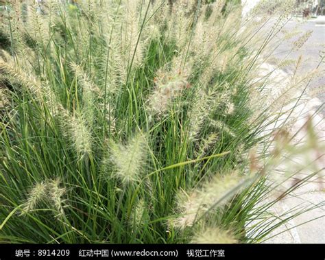 毛草图片