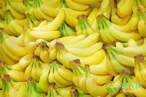 香蕉行情 香蕉批发 香蕉价格