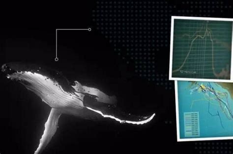 世上最孤独的鲸鱼，只因独特的52赫兹，永远无法和同伴交流
