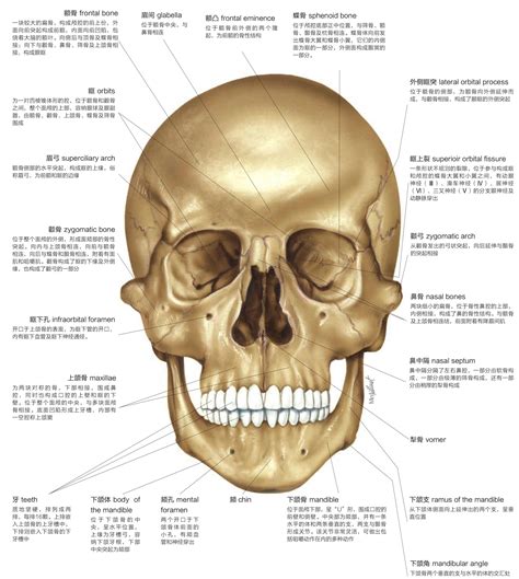 颅骨:前面观-基础医学-医学