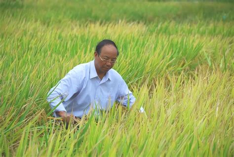 袁隆平：让中国水稻给世界惊喜-让中国人饭碗端得更稳——不断创纪录的袁隆平团队-策划