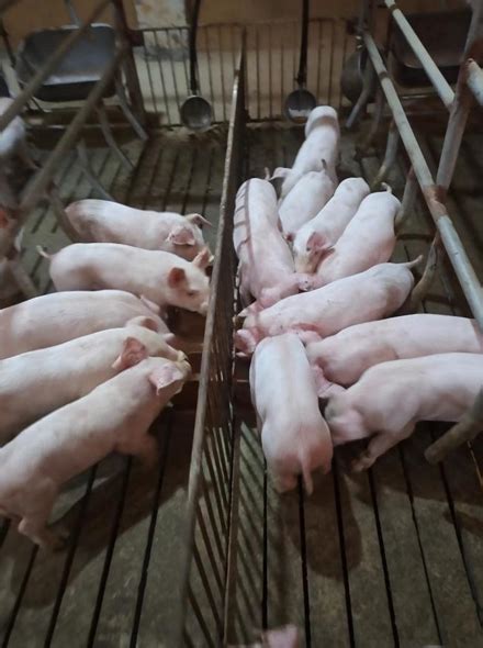僵猪形成原因以及防治办法 - 养殖学院 - 临沂福乐维生物科技有限公司