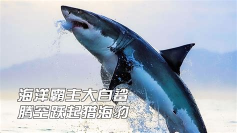 海洋霸主大白鲨，身长可达6米体重两千公斤，能腾空跃起猎捕海豹_高清1080P在线观看平台_腾讯视频